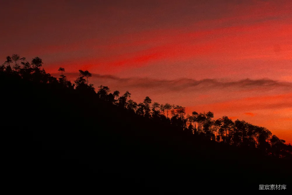 高清摄影  夕阳下树木的剪影