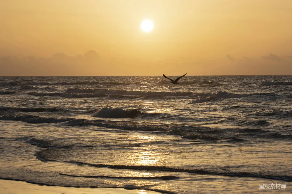 高清摄影  剪影中的人在夕阳下冲浪。
