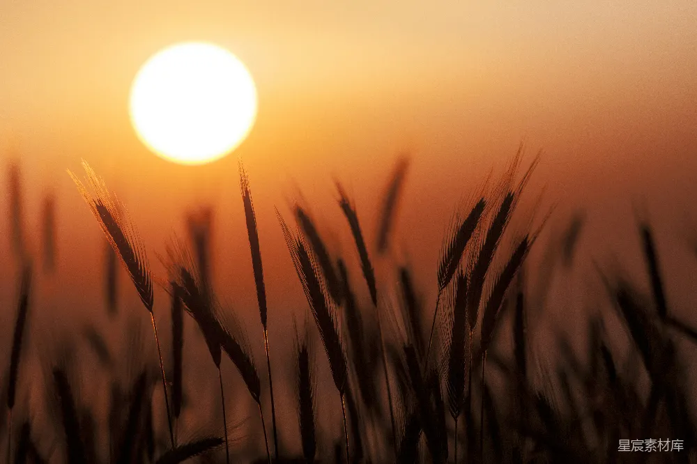 高清摄影 壁纸 夕阳照耀在一片高草地上。