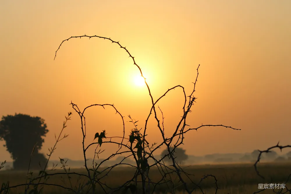 高清摄影 自然 夕阳下的无叶树剪影
