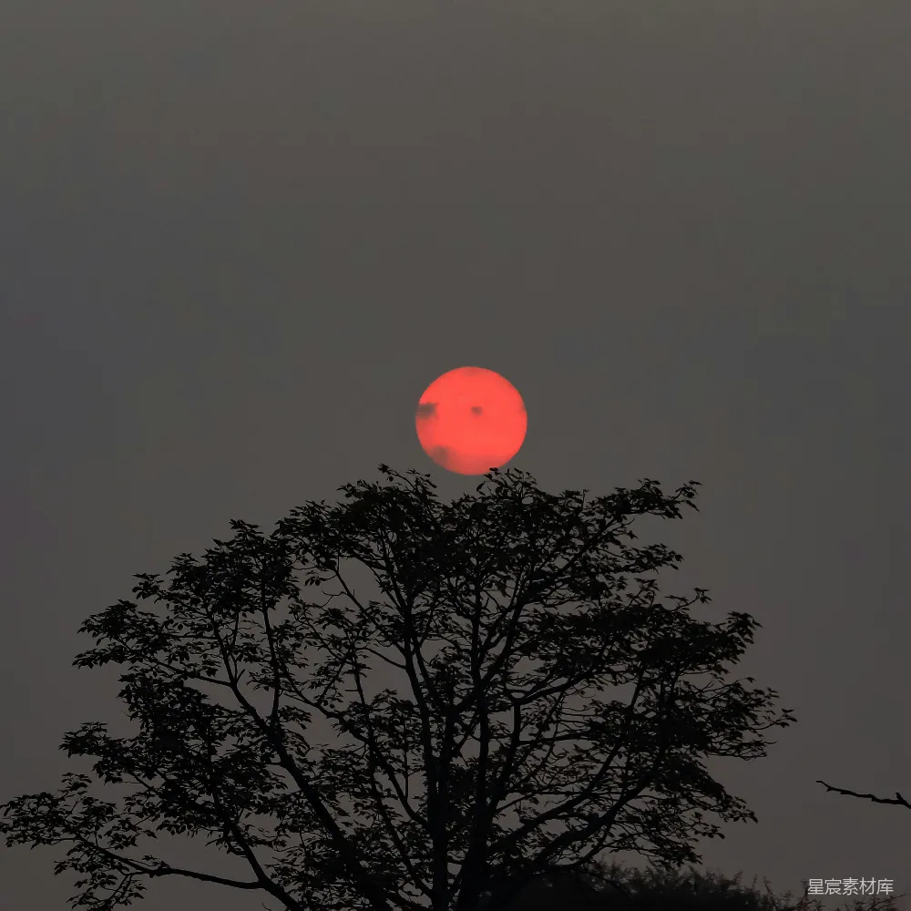 高清摄影  夕阳在天空中落下，躲在一棵树的后面。