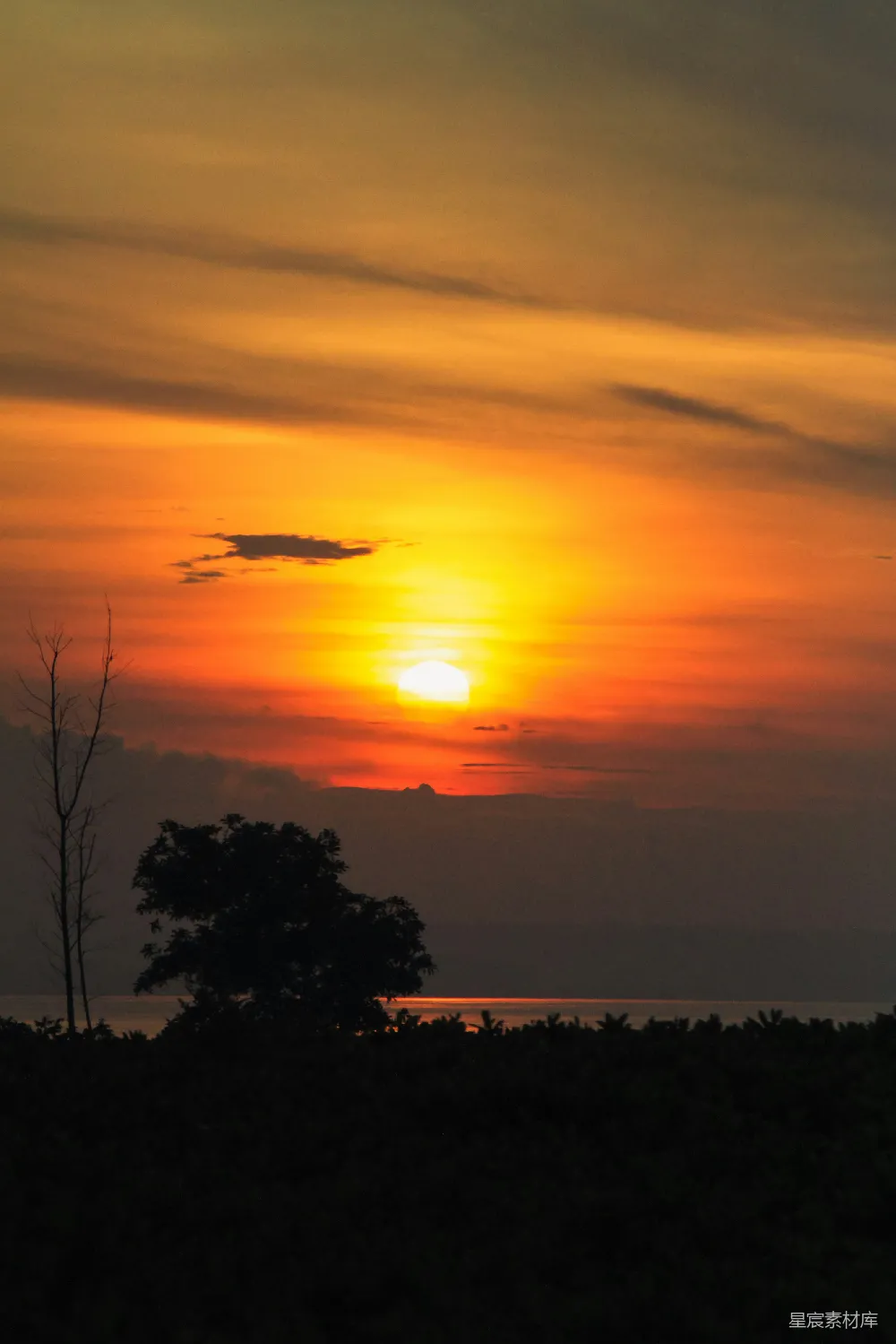 高清摄影  夕阳正挂在海面上，前景中有一棵树。