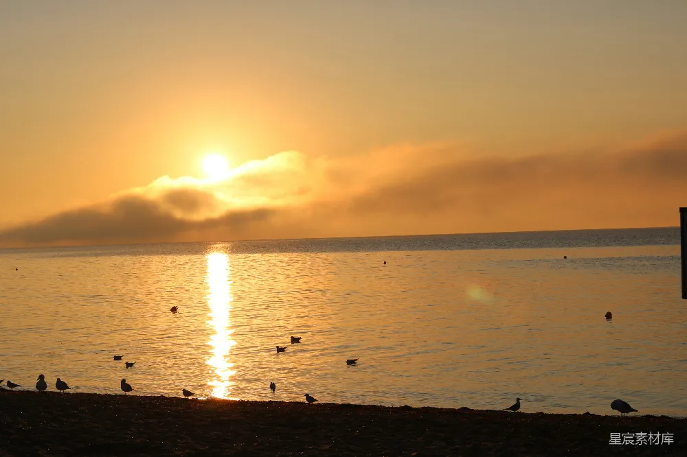 高清摄影  夕阳下的海面上的鸟儿