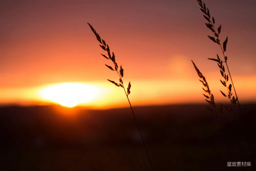 高清摄影  夕阳下植物的剪影