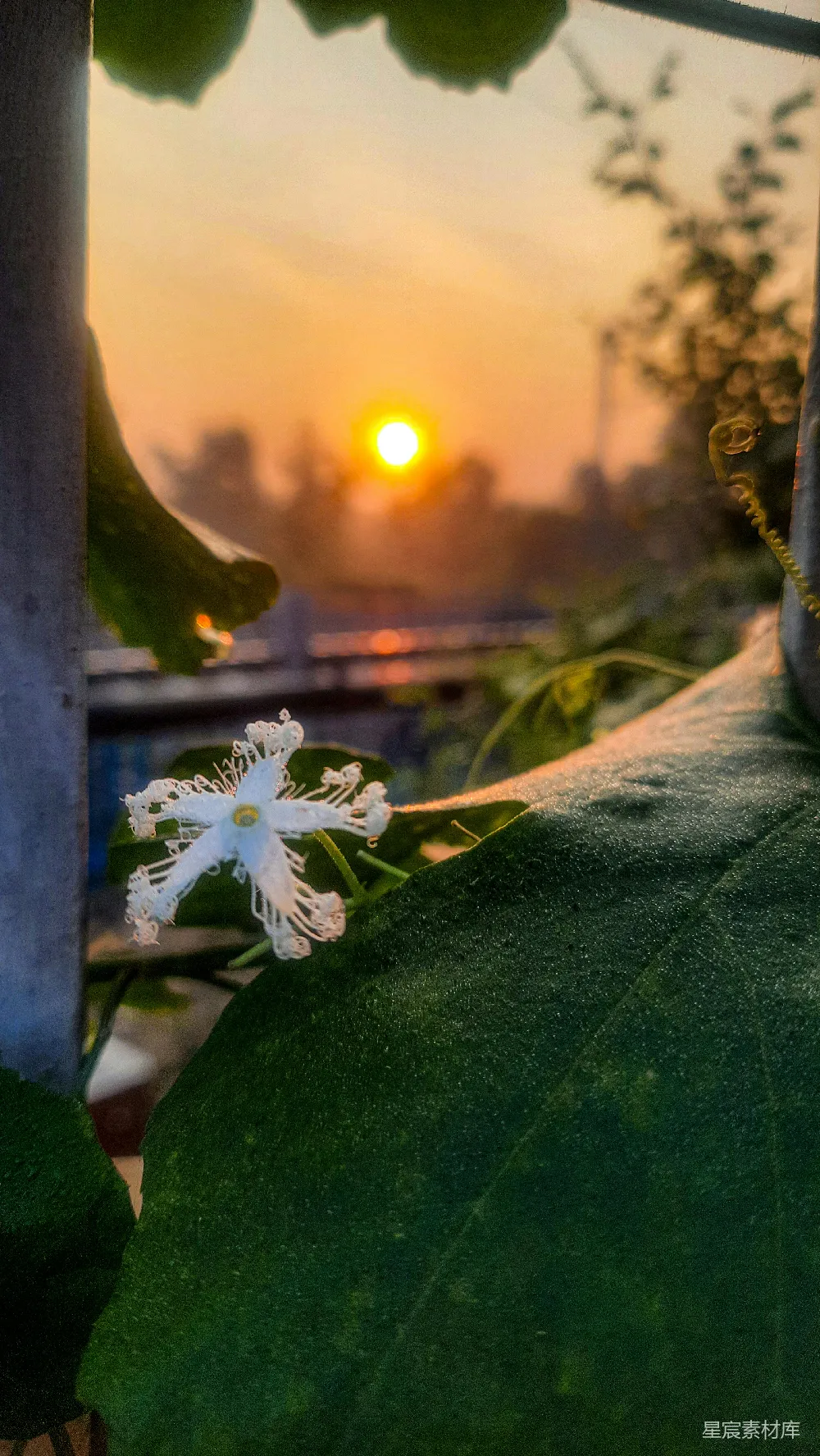 高清摄影  一朵植物上的花
