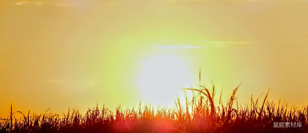 高清摄影  夕阳西下，笼罩在一片高草之上。