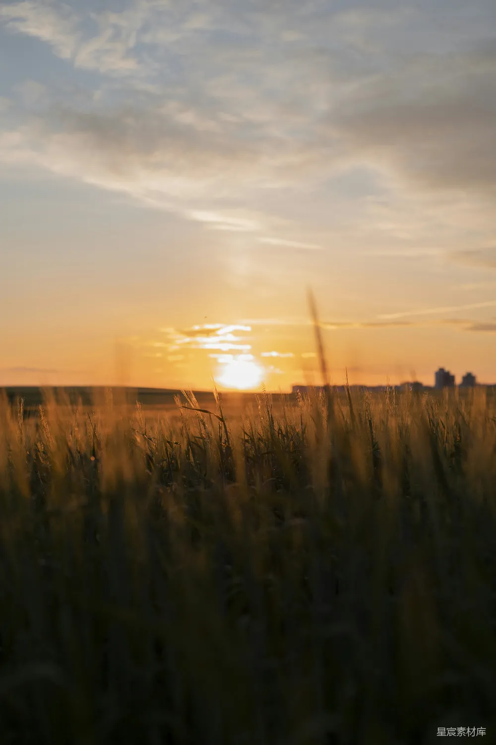 高清摄影 自然 壁纸 一片草地，夕阳在背景中落下。