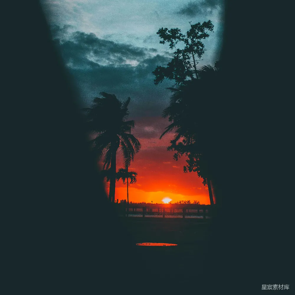高清摄影  夕阳下，水边的一棵棕榈树