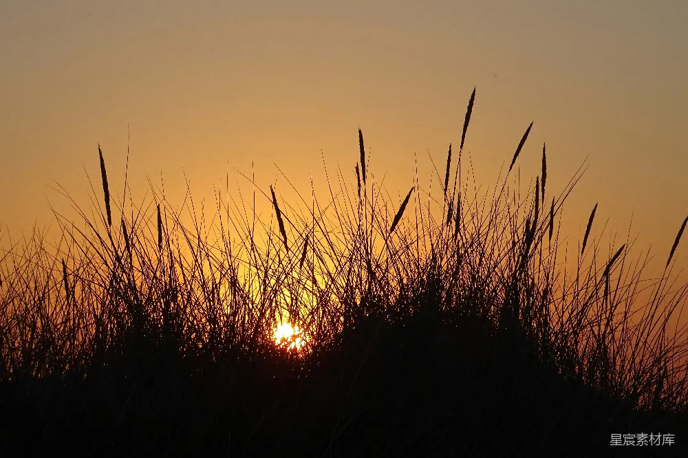 高清摄影 自然 夕阳下草的剪影