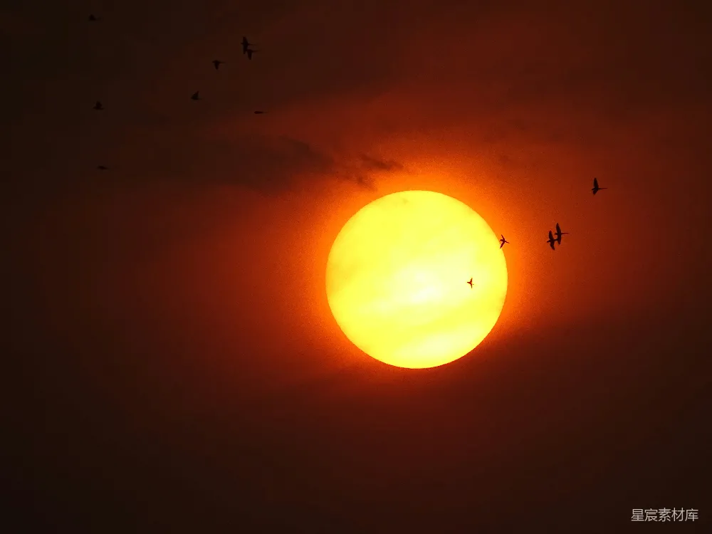 高清摄影  夕阳西下时，鸟儿在天空中飞翔。