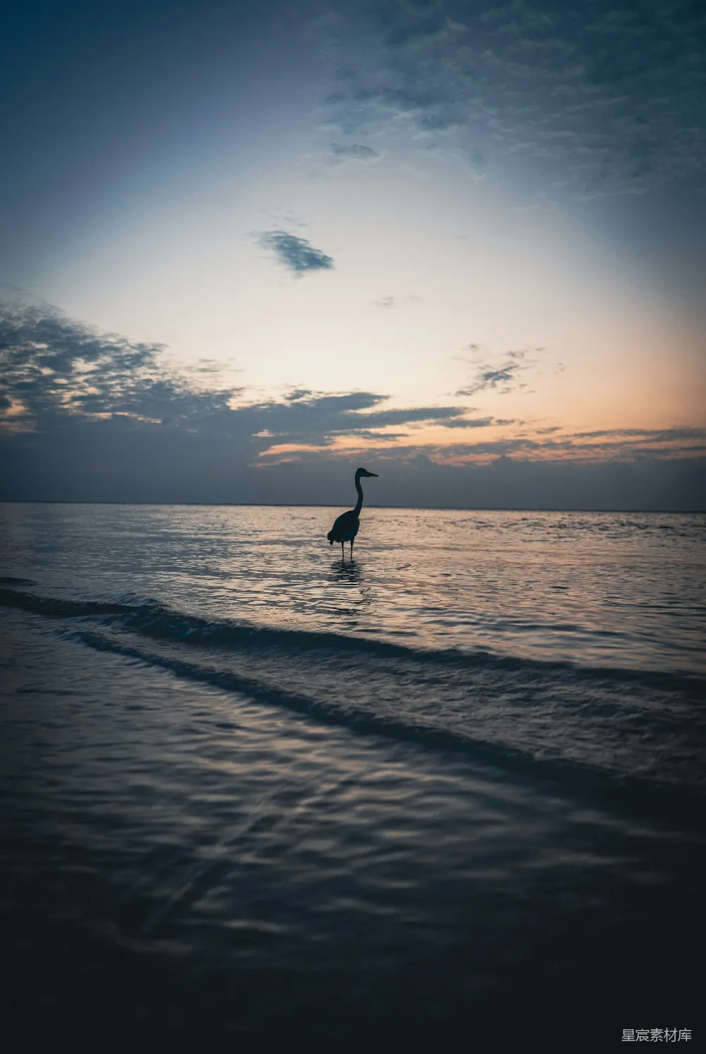 高清摄影  在夕阳下，一只孤独的白鹭站在海洋中。
