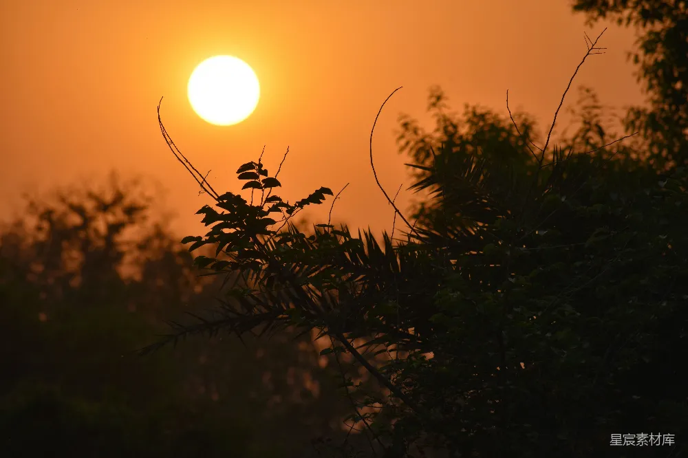 高清摄影  夕阳西下，树影婆娑。