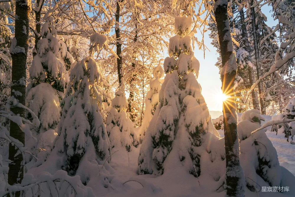 高清摄影  阳光透过雪中的树木照耀着。