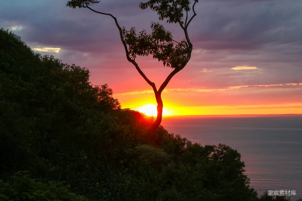 高清摄影  海洋上绚丽的夕阳，树的剪影在其中。