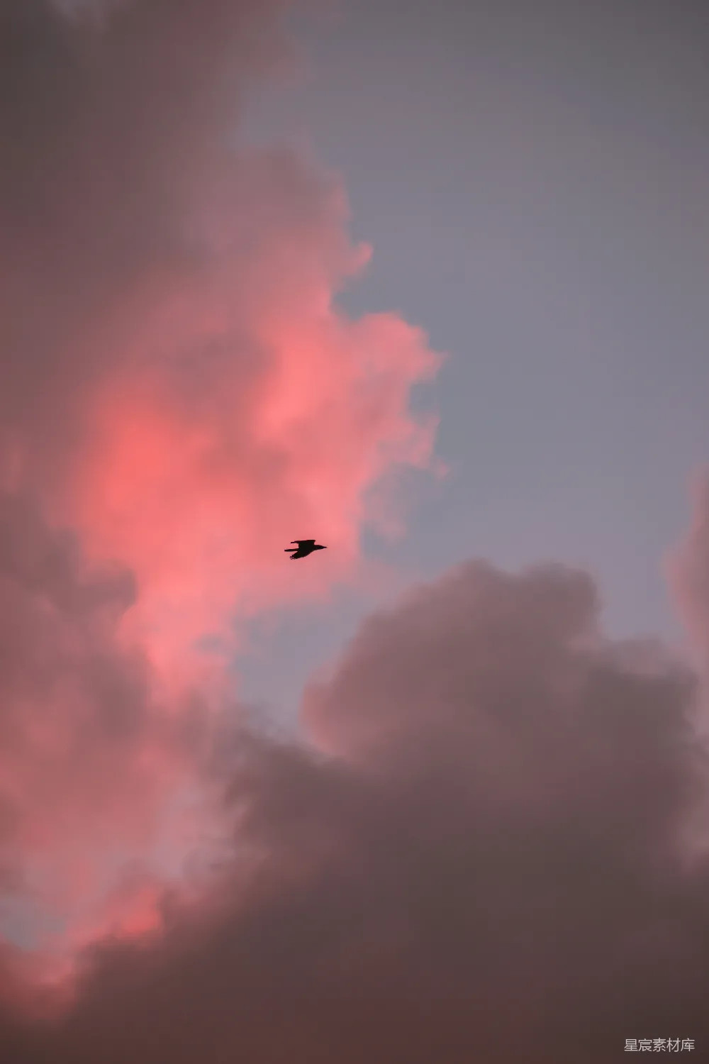 高清摄影  在夕阳下，一只鸟在云层中飞翔。