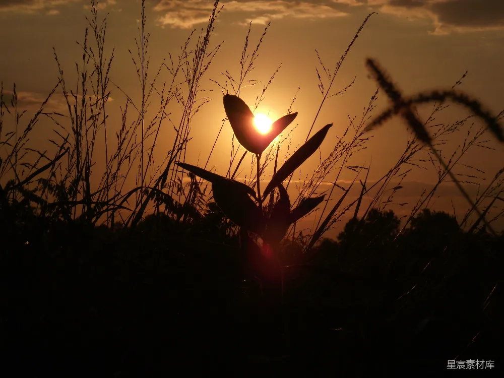 高清摄影  夕阳在高高的草丛后面落下