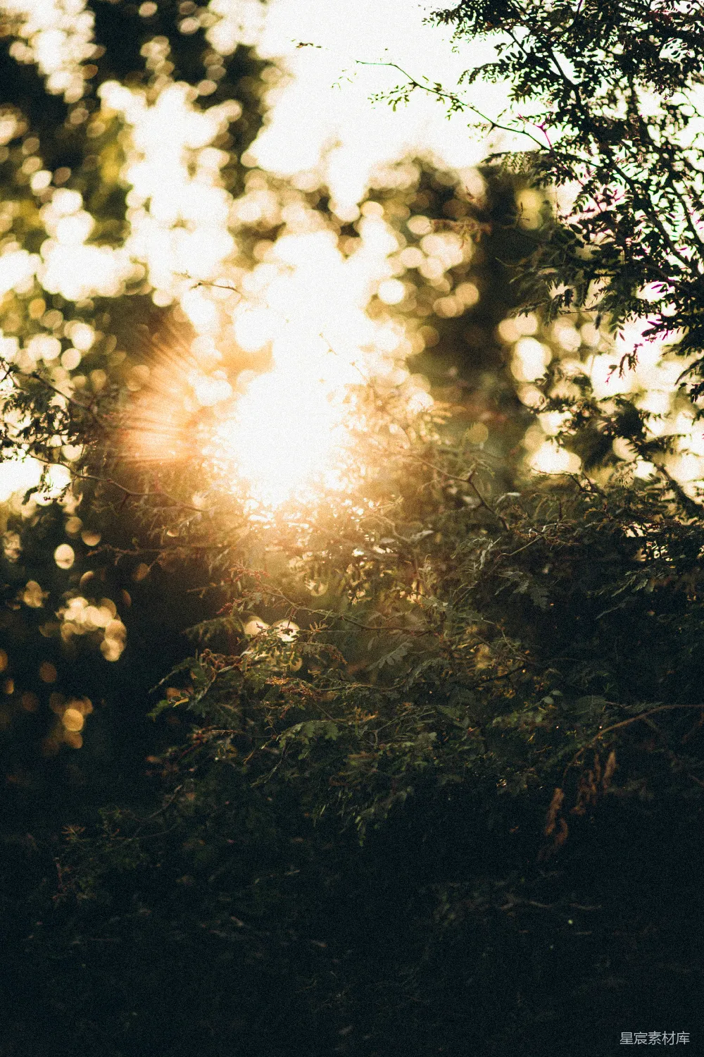 高清摄影  阳光透过绿色的树木照射进来