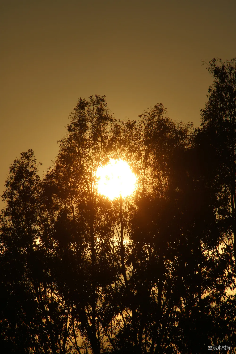 高清摄影  夕阳透过剪影的树木照耀