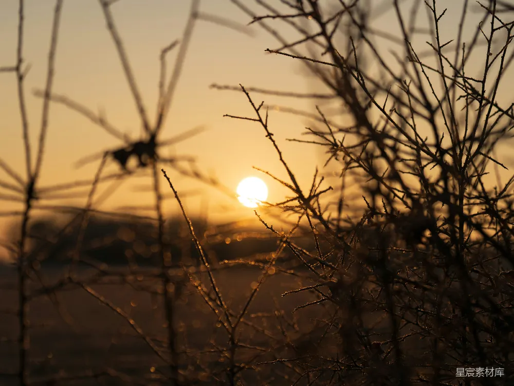 高清摄影  夕阳沉落在剪影的树枝和干草后面