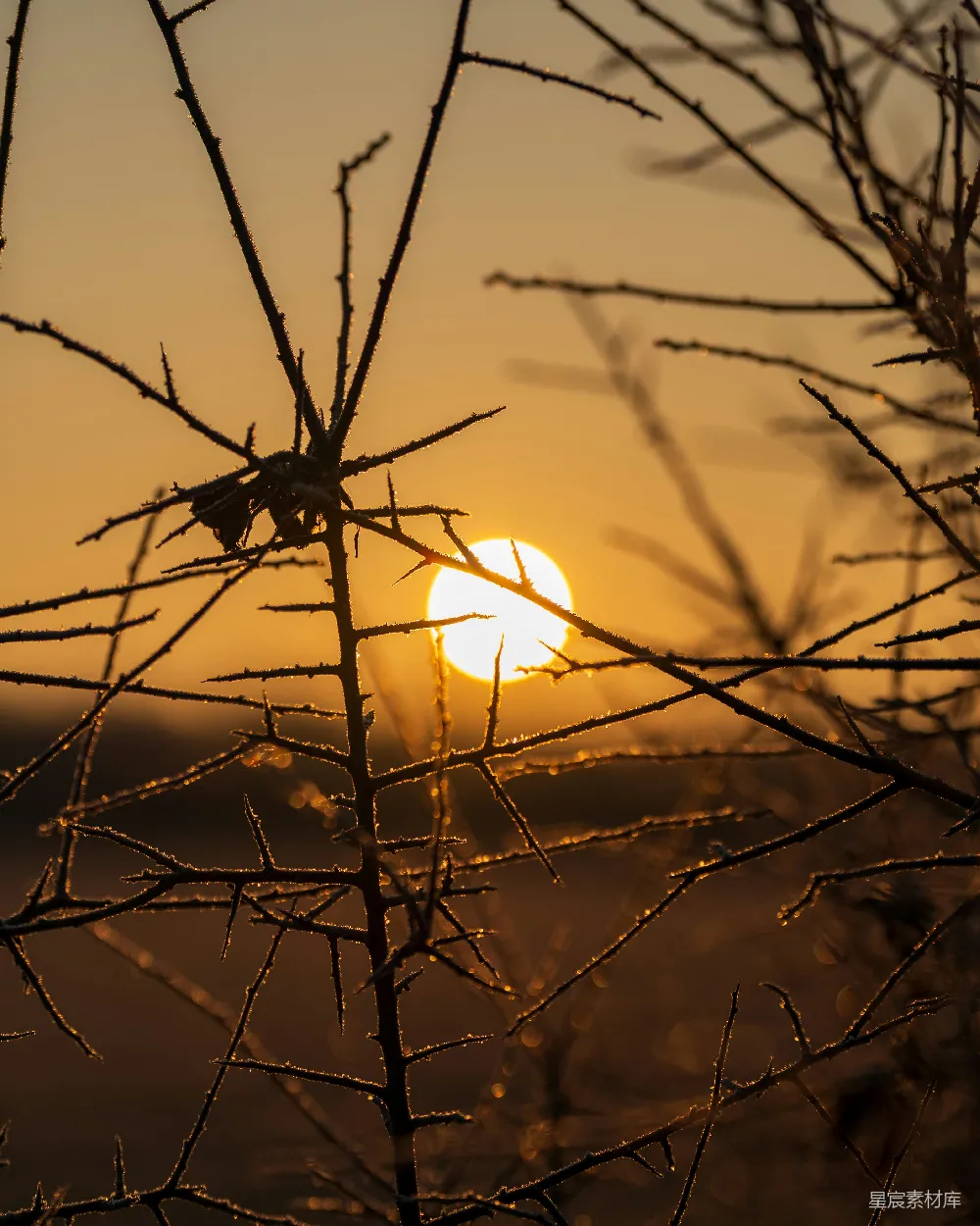 高清摄影  夕阳在黄昏时分落在荆棘枝条后面