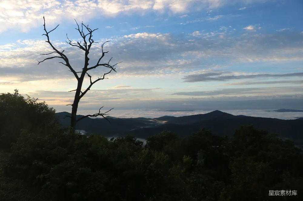 高清摄影  枯树剪影在阴云密布的天空下