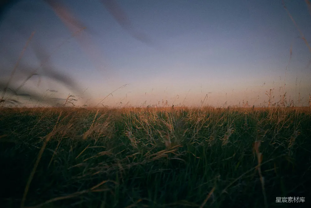 高清摄影  夕阳下的绿色草地