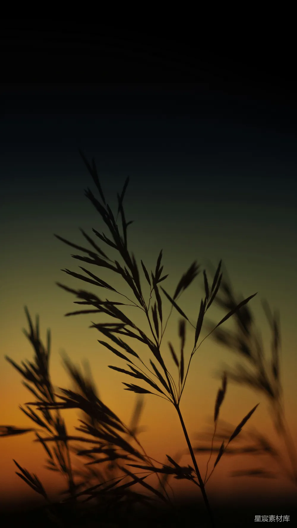 高清摄影 壁纸 自然 棕色的小麦植株在夜间