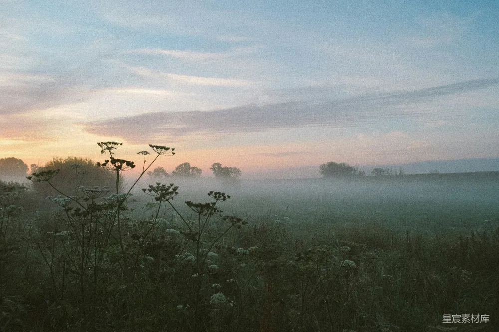 高清摄影  一个雾蒙蒙的田野，前景中有几朵花。