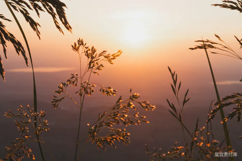 高清摄影  夕阳照耀在一片高高的草地上。