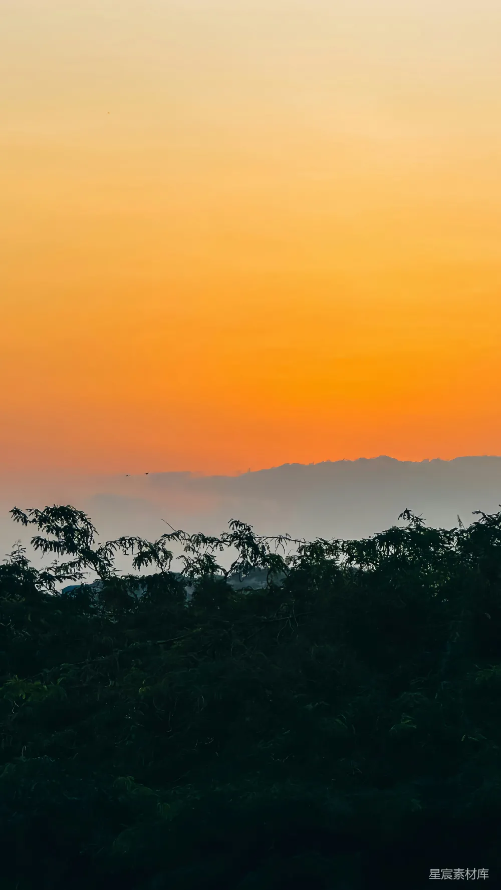 高清摄影  夕阳西下，笼罩在深色森林树冠之上