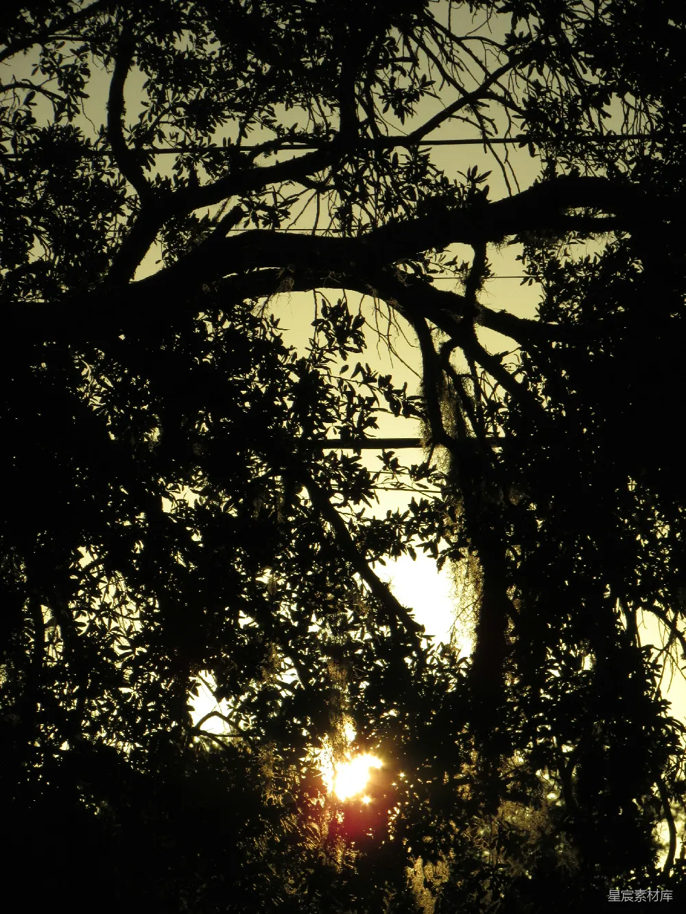 高清摄影  夕阳西下，阳光透过乌黑的树枝。