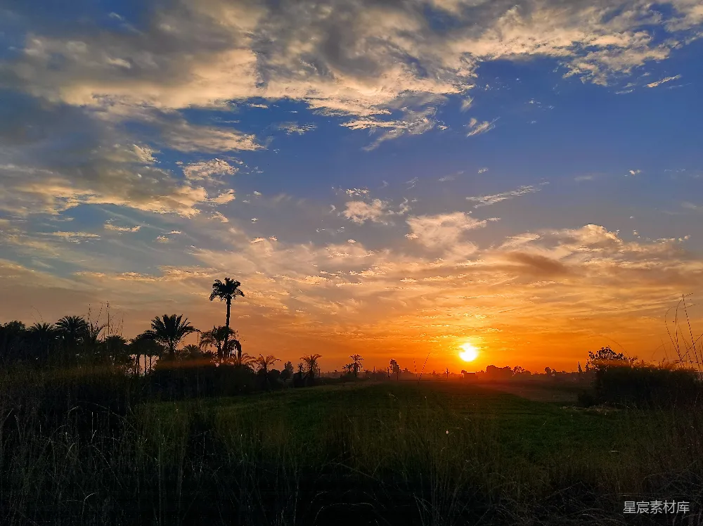 高清摄影  夕阳西下，田野上椰子树的影子渐渐拉长。