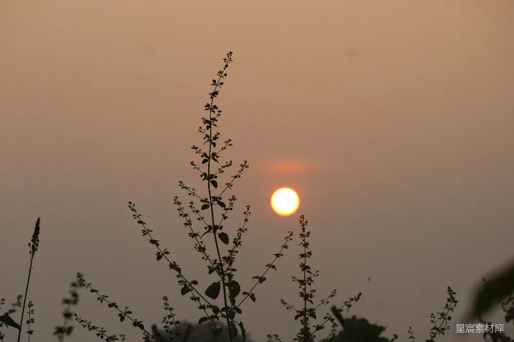 高清摄影 自然 夕阳落下，映照着剪影中的植物。