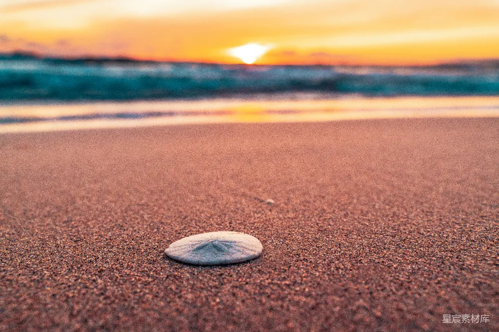 高清摄影 自然 海滩上的贝壳，背景是落日。