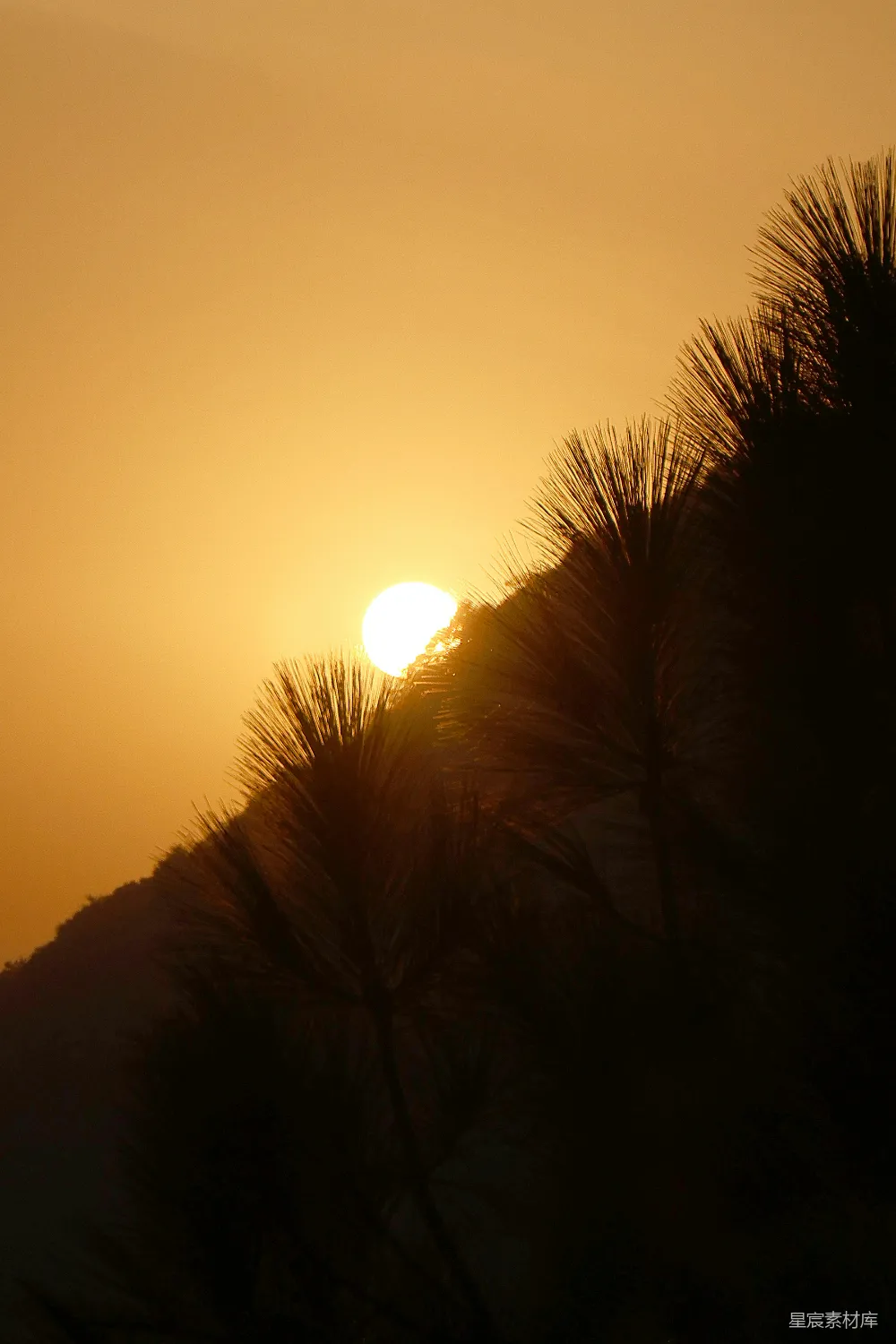 高清摄影  夕阳在剪影松树和山丘之后落下。