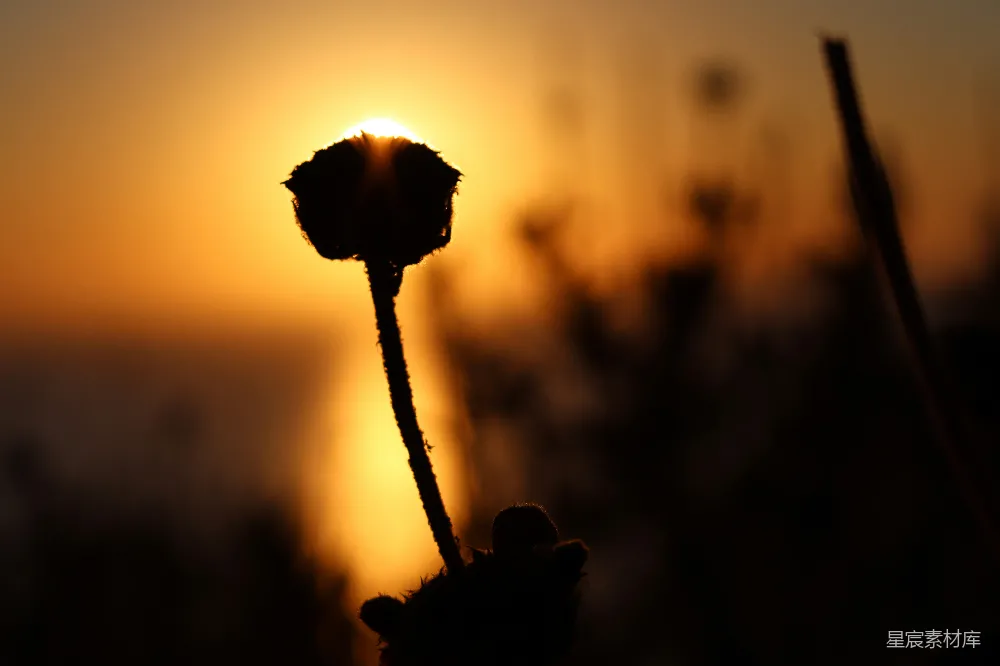 高清摄影  花朵剪影映衬着绚丽的晚霞
