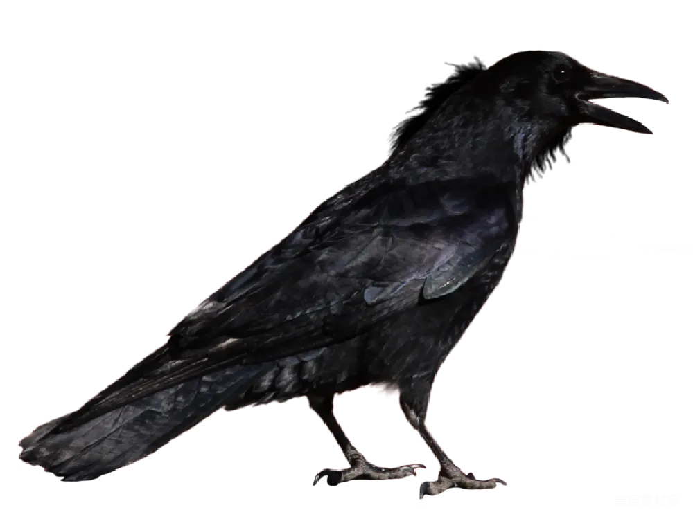 元素素材 元素 crow