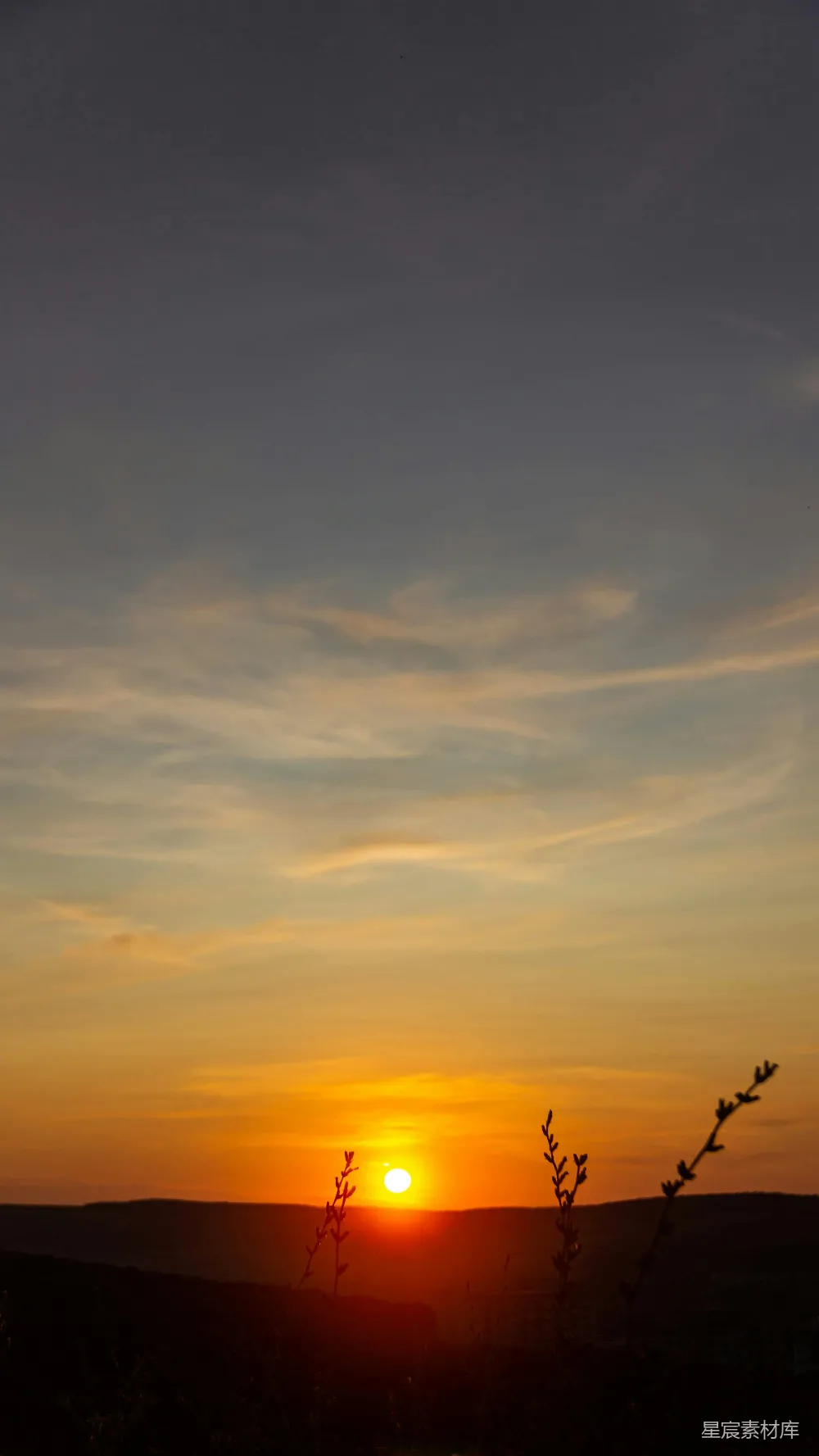 高清摄影  夕阳下植物的剪影