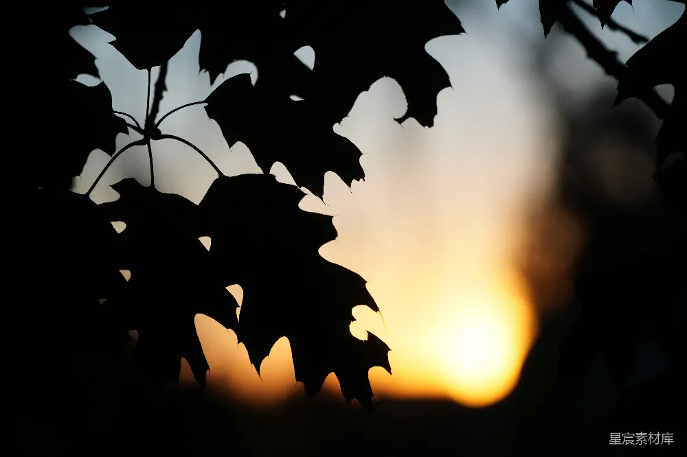 高清摄影  夕阳正挂在树叶之后。