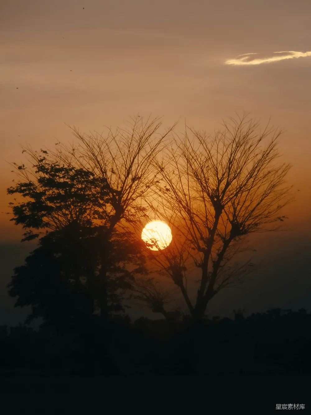 高清摄影  夕阳下树的剪影