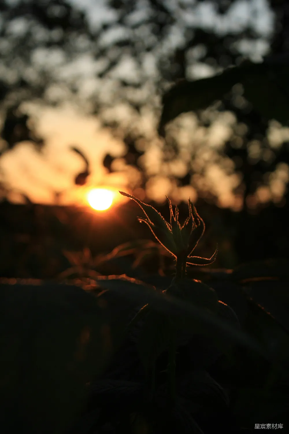 高清摄影  夕阳洒在一片草地上。