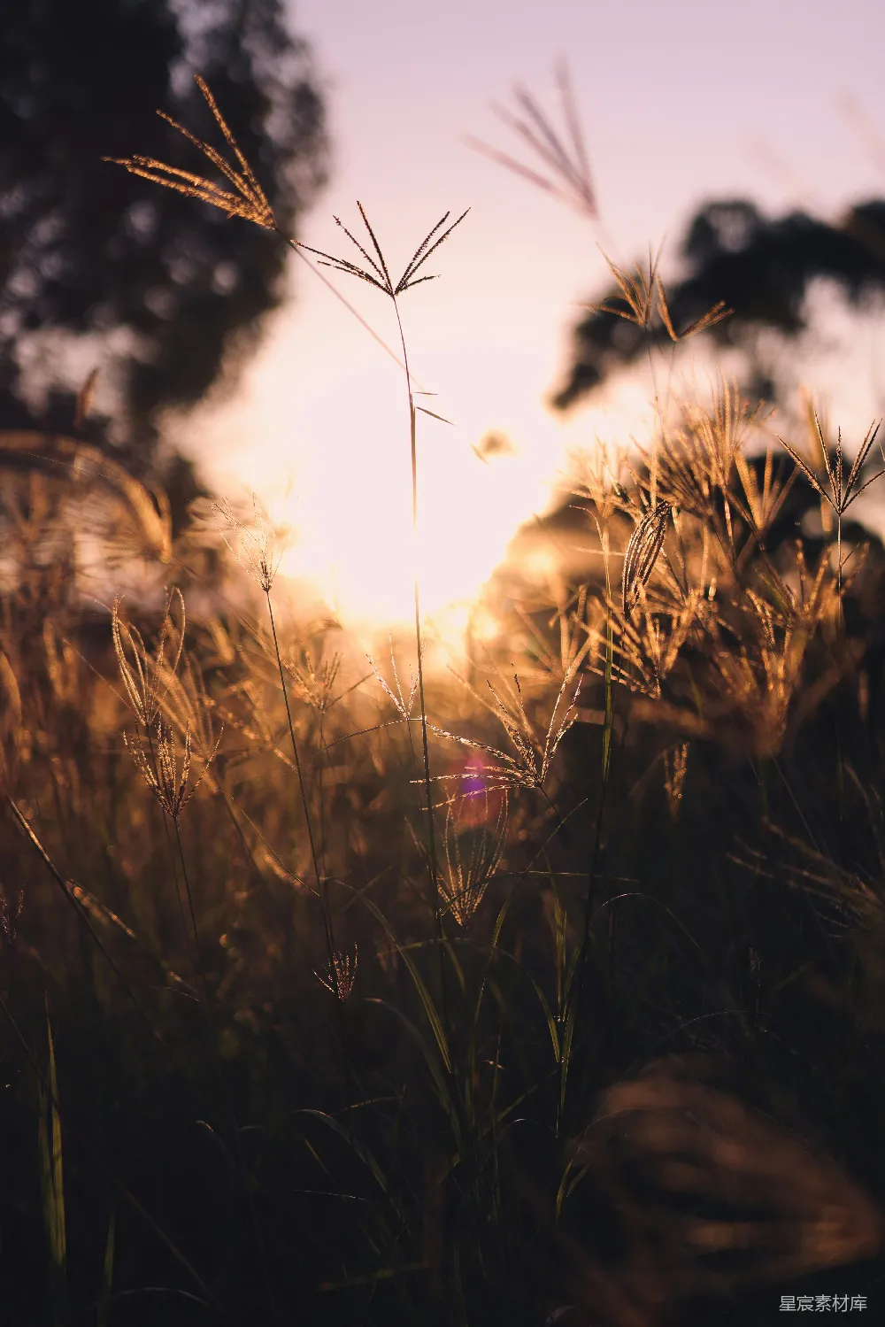 高清摄影  夕阳照耀在一片高草地上。