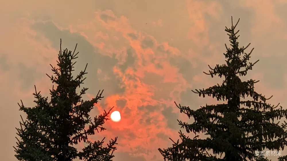 高清摄影  夕阳下树的剪影