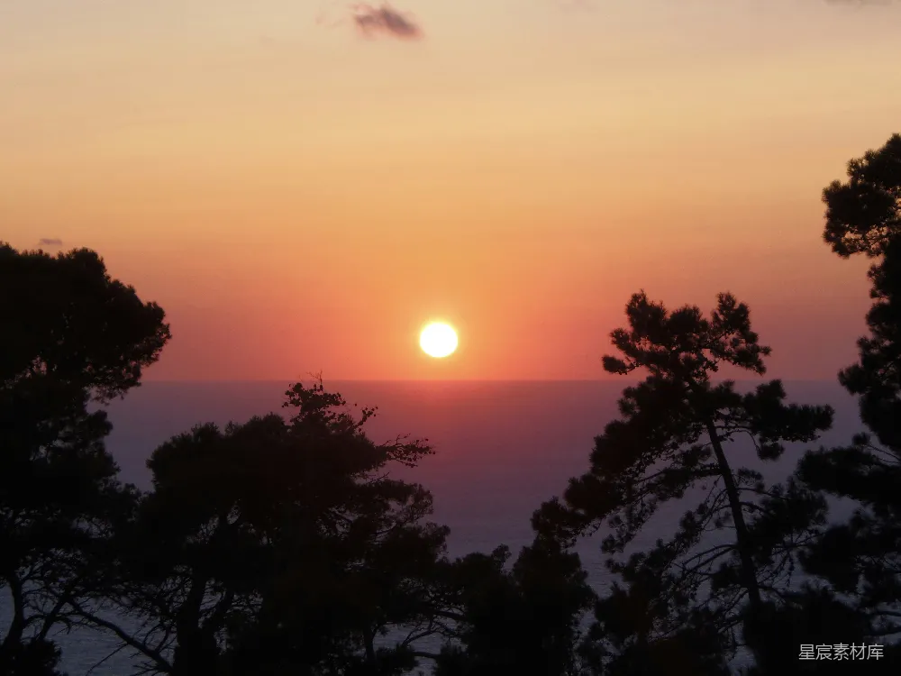 高清摄影  夕阳下树木的剪影