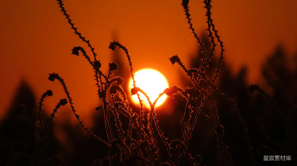高清摄影  远处的植物后面，夕阳正在落下。