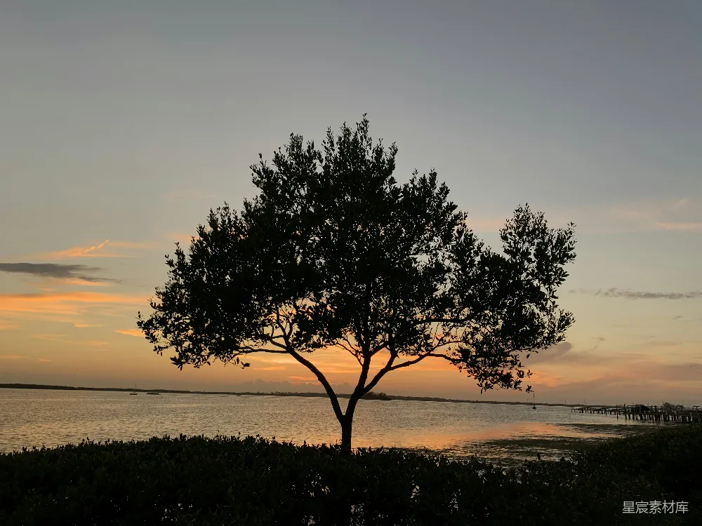 高清摄影  水边的绿树在日落时分