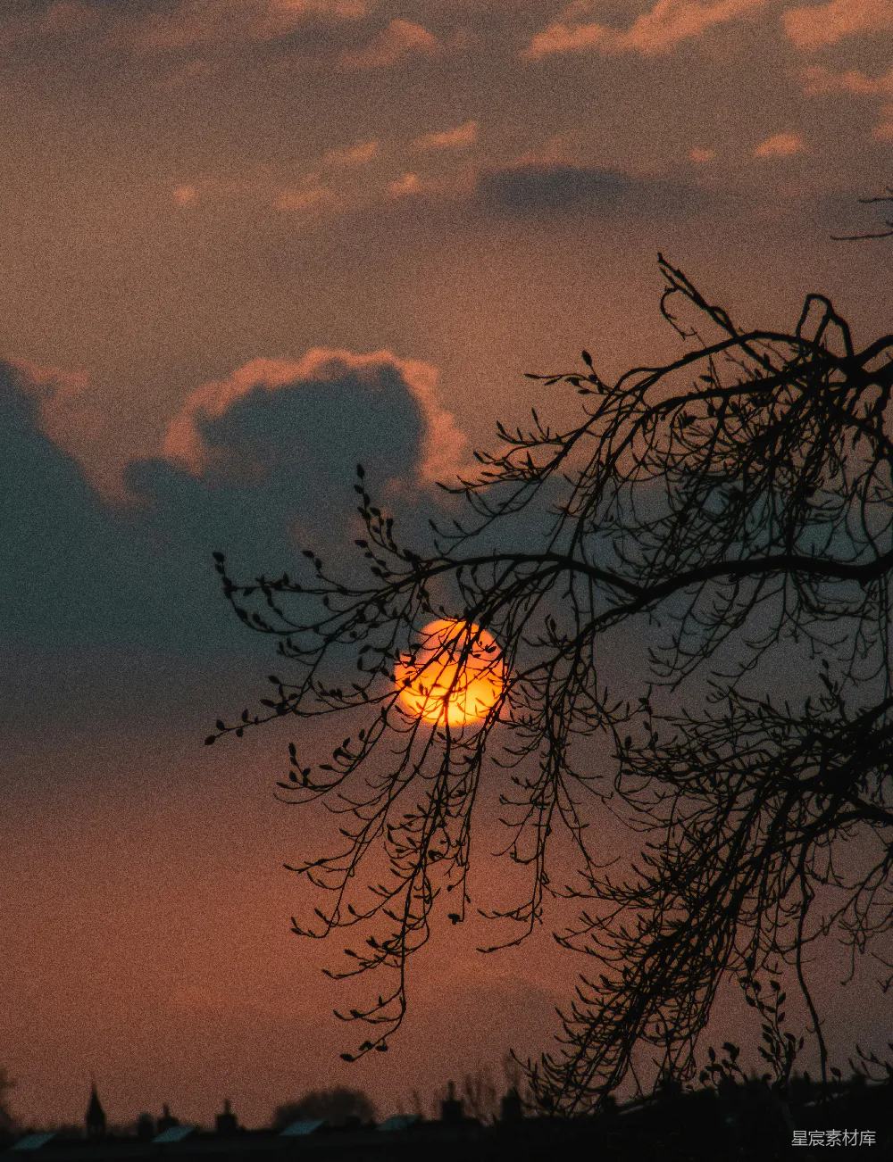 高清摄影 自然 夕阳西下，多云天空下的树的剪影