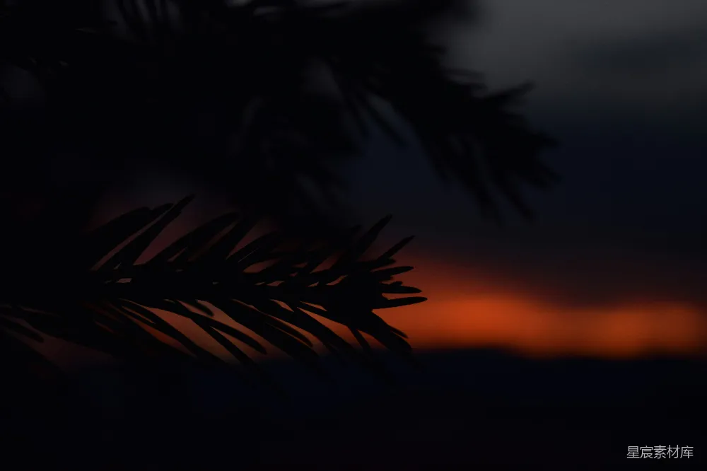 高清摄影  一棵松树枝，背景中夕阳西下。