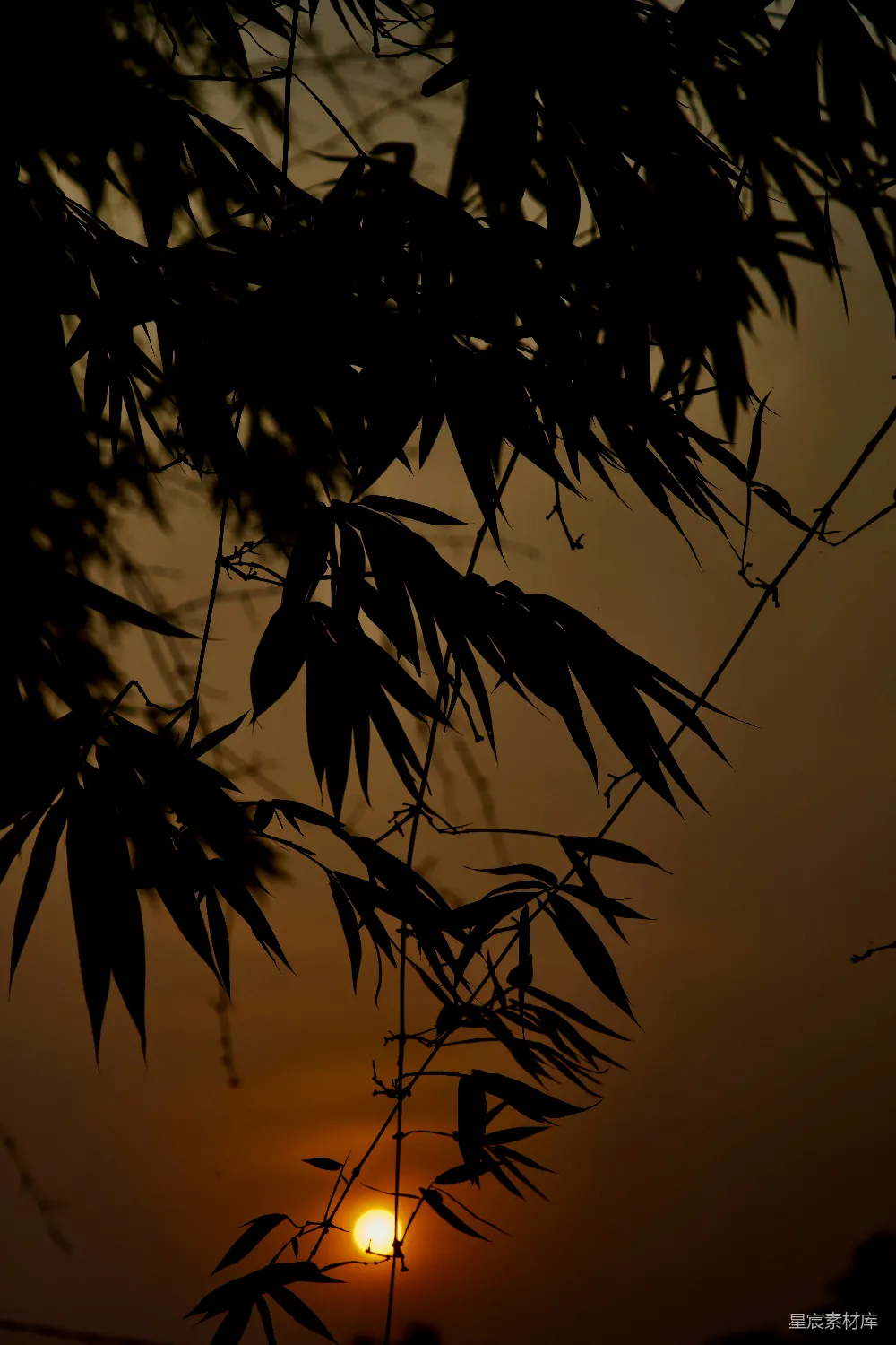 高清摄影  夕阳透过树叶落下。
