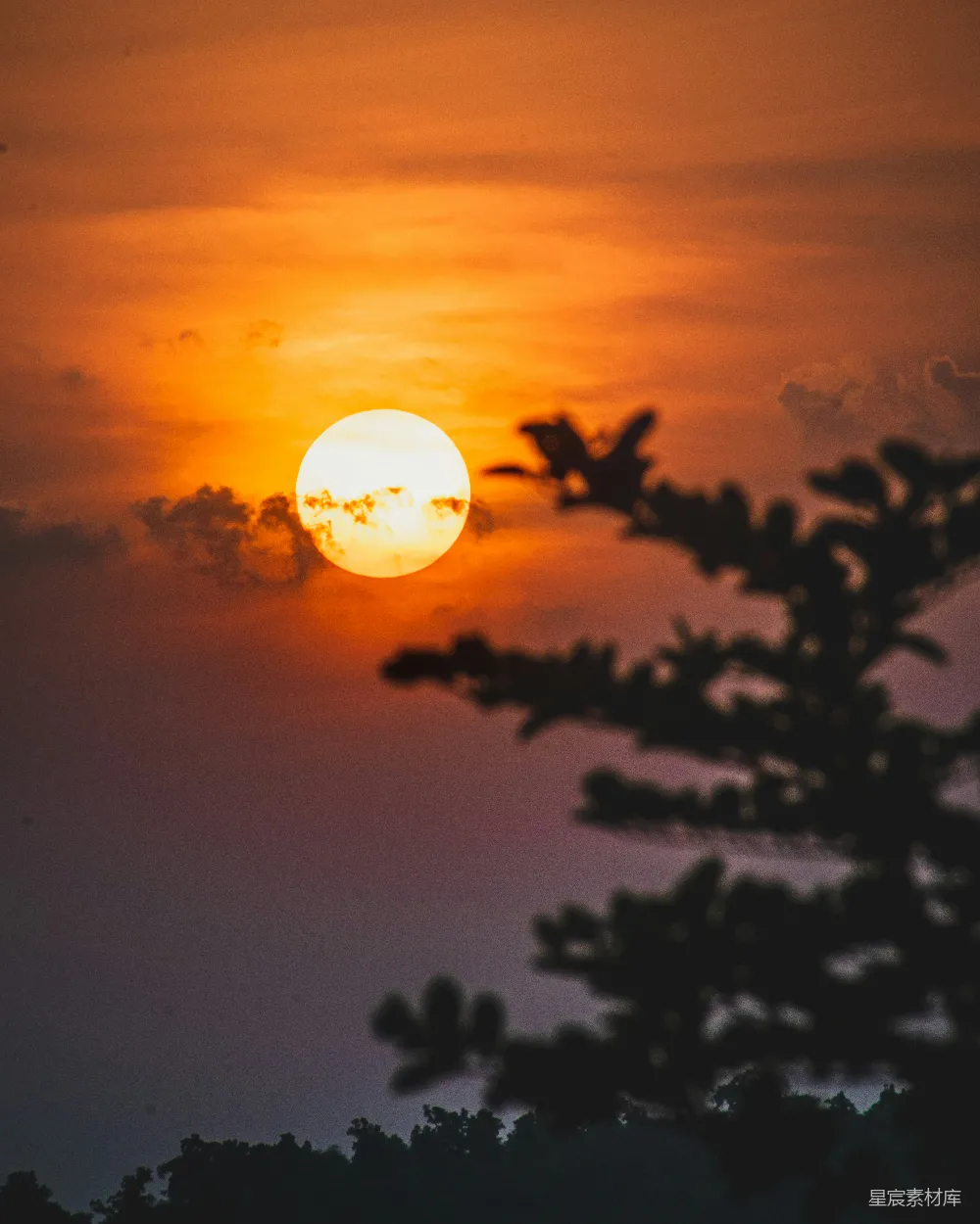 高清摄影  夕阳西下，映照在树木之上。